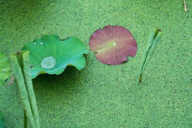 《龙腾世纪：恐狼》明年夏季揭晓 新预告片公布